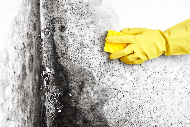 Best Best Mold Removal Companies  in New Bern, NC