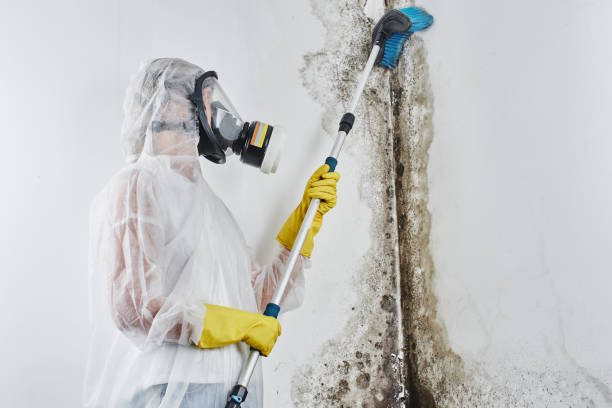 Best Mold Damage Repair  in New Bern, NC