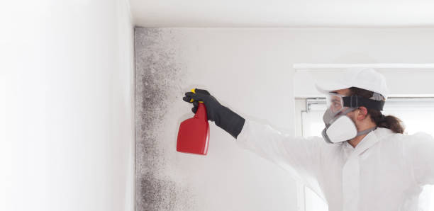 Best Certified Mold Removal  in New Bern, NC