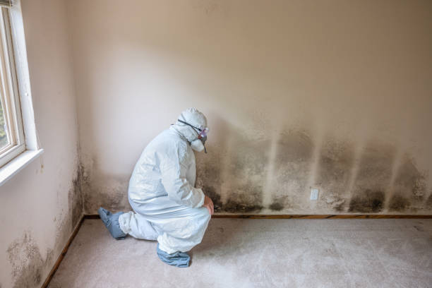 Crawl Space Mold Removal in New Bern, NC