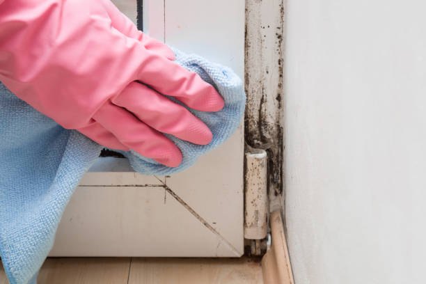 Best Residential Mold Removal  in New Bern, NC