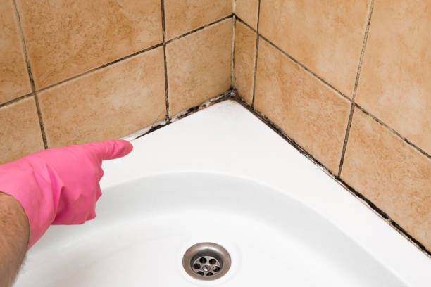 Best Crawl Space Mold Removal  in New Bern, NC